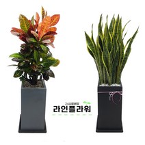 성남꽃배달 성남꽃집 개업화분, 검정, 금전수