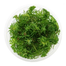 판타날 레드 핀네이트 조직배양 수초-미미네아쿠아, 단품