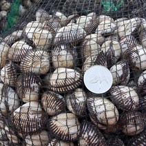 [당일채취] 속이꽉찬 벌교 새꼬막 1kg, [옵션3]벌교꼬막(특상)1k, 1개