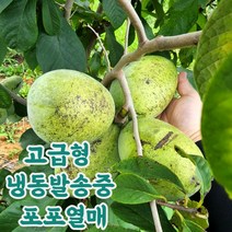 산지직송 국산 태안 생과 포포열매, 1박스, 1kg(대과3~6과)