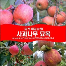 사과나무 묘목2년생(접목1년) 경산대경농원 미야마(미얀마)후지/미시마후지/양광/홍로/감홍/홍옥/미야비/아리수/아오리 [각종 묘목/조경수/약용식물 다량보유], 감홍, 상묘