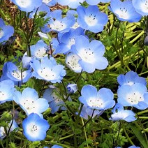 [모야모 꽃씨] 네모필라 2종 씨앗 선택구매, 오점네모필라 20립