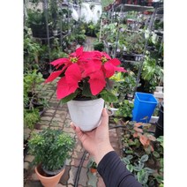 포인세티아 중품 레드 빨강 20~30cm 59