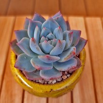 파랑새 키우기 쉬운 다육식물 화분별도1-30랜덤, 단품