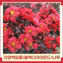 배롱나무 묘목 자엽백일홍(블랙다이아몬드) 적색 베스트레드 삽목1년생 뿌리묘 2개