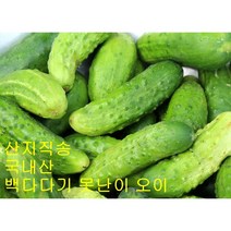 백다다기 못난이 백오이 국내산 상주 오이 오이지용 2kg 5kg 10kg, 50, 1개