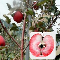 묘목/속 빨간 사과나무 레드러브(칼립소) /접목 1년(G11 왜성대목) KJ1370