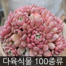 제이팟 다육이 키우기 쉬운 국민 다육식물 200종류 판매 미니 화분, C42. 축전, 1개