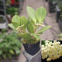 [나인에잇틴]호야 파치클라다 수입호야 189, 1개