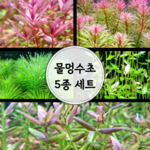 [수초마트] 물멍 수초 5종 세트 (18줄기)