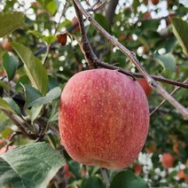 충주사과 안심사과 15kg 38/48 내외 월악산사과, 상세페이지 참조