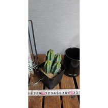 팅커벨선인장 용심목, 1개