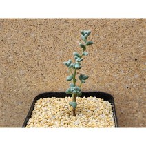 다육식물/세듐-2455 아프리카농장