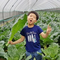 유기농 케일 신선초 샐러리 셀러리 녹즙용 즙용 주스용 쥬스용, 신선초 1kg