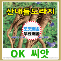 [OK씨앗] [산내들도라지] 도라지씨앗 종자(오케이씨앗), 5g
