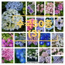 수국50종(03) 원예수국 꽃수국 월동수국 정원수국 지속개화수국 나무꽃 꽃과정원이야기, 29)은하