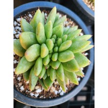 정화다육 다육식물 육종마리아철화