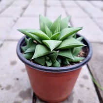 다육식물 오층탑