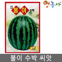 불이 수박씨앗 50립, 불이수박