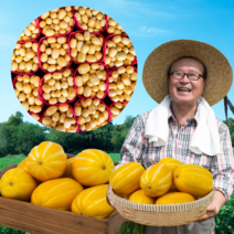 고당도 성주 참외 1키로 3kg 5kg 가정용 선물용 꿀참외 못난이 흠과 정품 로얄과 제철 과일, (선택2) 가정용3kg(대과)