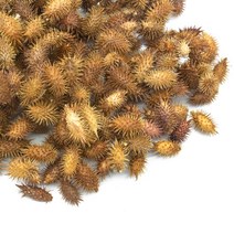 창이자 국내산 100g 도꼬마리 독고마리 열매, 500g