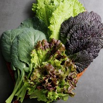 당일수확 GAP 쌈채소 농가배송 우수농산물, 꽃상추 1kg