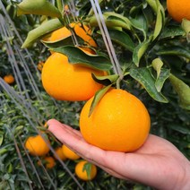 제주 천혜향 3kg 5kg 10kg 고당도 가정용 선물용 제주천혜향 레드향 한라봉, 1박스 천혜향 선물용 5KG