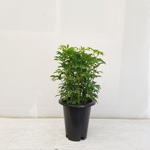 온누리농원 홍콩야자