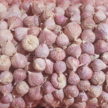 의성 주아 통마늘 씨마늘 종자마늘, 주아통마늘2.5번