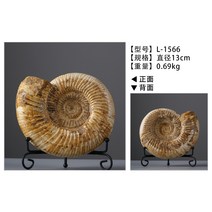 암모나이트 화석 교구 진열용 고생물 홈 인테리어 선물 미네랄 껍질 데코 원형 파블로프, B