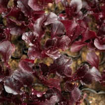 갑조네 적로메인모종 6개 텃밭가꾸기 쌈채소키우기 모종키우기