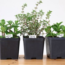 식용허브 화분 모아보기, 레몬타임 화분