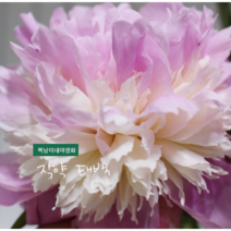 겹작약 [1포트] 태백 (복남이네야생화 봄 야생화 모종 핑크 작약 피오니 peony)