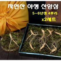 경성건강원 산양삼 생산양삼 자연산 산양산삼 뿌리 잎 6년생 정품 사포닌 면역력 국내산 강원도 쥬스 씹어먹는 쉐이크 식사대용 부모님선물 먹는법, 2세트, 4뿌리