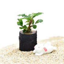수초 부세와 작은통나무 활착 앙증맞은크기.헬로아쿠아