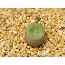 코노피튬/파가에1380-1392아프리카농장