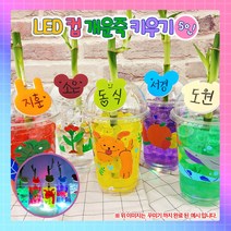 [식물키우기]LED 컵 개운죽 꾸미기-5인1008939, 단품