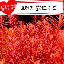 [물멍초] 가장 예쁜 붉은 수초 로타라 블러드 레드 7촉