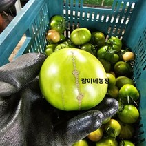 (람이네)못난이 대저 짭짤이 토마토 5kg 짭짜리 짭짤이 산지직송 가정용, 못난이 대저짭짤이토마토 5kg