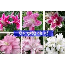 향기 겹백합 구근 6종 혼합 1셋(6구), 1개