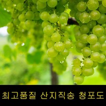 고씨네 특급 애플청포도 2kg 수입청포도 샤인머스켓, 특급 청포도 2kg
