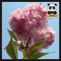 (나무판다) 벚나무 묘목 시리즈, 4.수양홍겹벚 접목1년