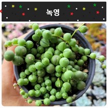 [별난다육] 내 마음까지 물들어요 다육이 10종, 6번 -(녹영) 중품