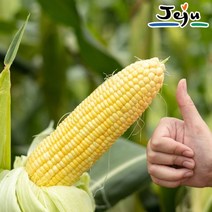 [예약]제주 햇 초당옥수수 상품 15cm-18cm (5개)/당일수확, 2023-06-24