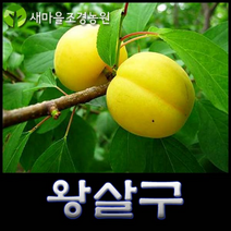 살구나무 살구나무묘목 유실수 꽃나무, 1개
