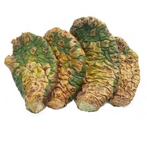 천년초 손바닥 선인장, 모종1장