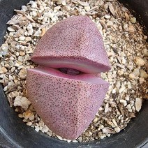 리톱스 자재옥 키우기 쉬운 거실 실내 다육 랜덤발송1-50, 단품