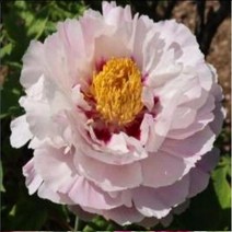 꽃목단(채색국화)1지뿌리묘/묘목/b1240