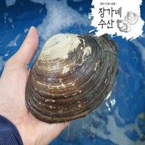 다이버직접채취 자연산 100%왕우럭조개1kg 코끼리조개 왕조개/평일오후2시이전까지 당일발송, 왕우럭조개 1kg(2~3미)