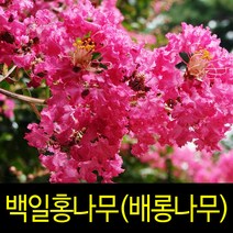 배롱나무/묘목/백일홍나무/목백일홍나무/R4/ R5목백일홍/백일홍, 배롱나무분R3(둘레9cm전후)-2개